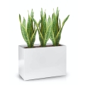 Donica Fiberrglass Box do sansewierii