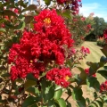 Lagerstroemia Petite Red ⌇ Lagerstroemia indica sadzonka
