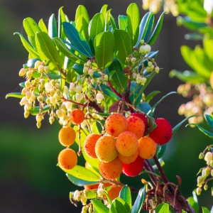 Drzewko truskawkowe ⌇ Arbutus unedo
