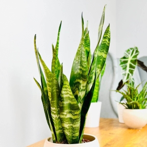 Sansewieria gwinejska Black Coral ⌇ Sansevieria trifasciata