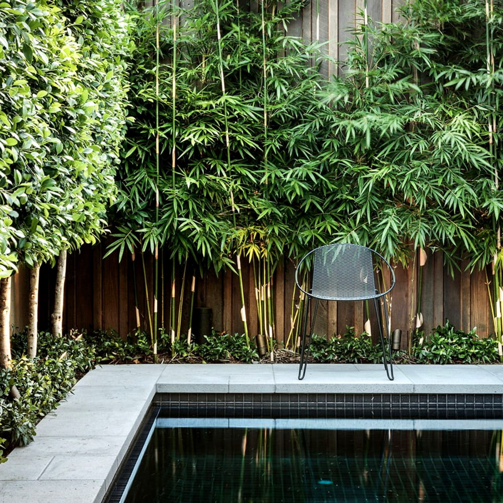 Bambus Czarny Mrozoodporny Nigra sadzonka