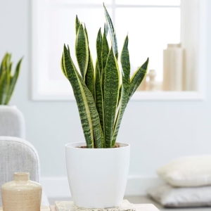 Sansewieria gwinejska Laurentii ⌇ Sansevieria trifasciata