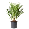 Palma Karłatka Chamaerops Humilis sadzonka C3