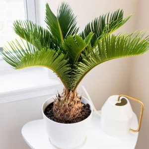 Palma Cykas Revoluta  ⌇ Cycas Revoluta