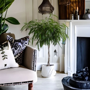 Fikus binnendijkii Alii ⌇ Ficus binnendijkii
