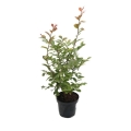 Lagerstroemia Berlingot Menthe w doniczce cena
