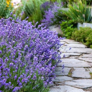 Lawenda wąskolistna Munstead ⌇ Lavandula angustifolia C1,5