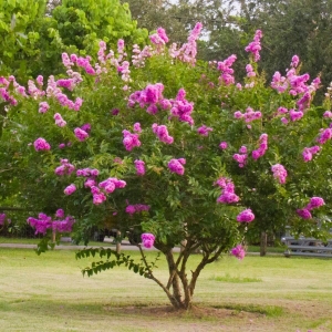 Lagerstroemia Petite Orchid ⌇ Lagerstroemia indica
