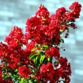 Lagerstroemia Red Imperator długo kwitnąca