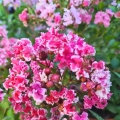 Lagerstroemia Berlingot Menthe sadzonka