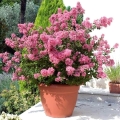 Lagerstroemia Petite Pink sadzonka