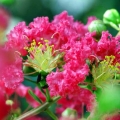 Lagerstroemia Petite Pink  długo kwitnąca