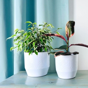 Fikus Kinky ⌇  Ficus binnendijkii