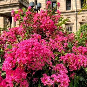 Lagerstroemia Purpurea ⌇ Lagerstroemia indica