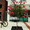 Lagerstroemia Best Red na pniu roślina do miasta