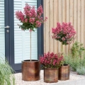 Lagerstroemia Coral Magic na pniu sadzonka