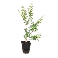 Lagerstroemia Petite Orchid duża sadzonka w doniczce  C5