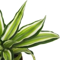 Gdzie powinna stać Dracena Malaika