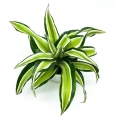 Jakie doniczki lubi Dracena Malaika?