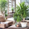 Dracena lifestyle egzotyczna roślina do salonu