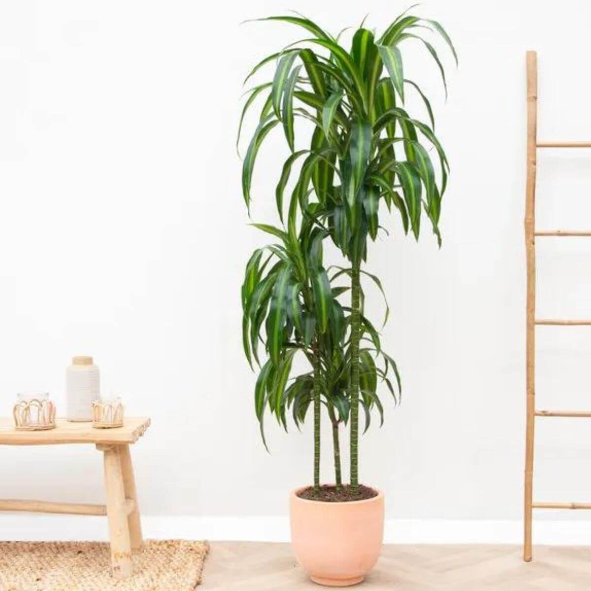 Dracena Hawaiian Sunshine sadzonka
