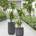 Dracena Arturo  stanowisko