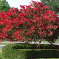 Lagerstroemia Czerwona sadzonka