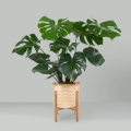 Monstera Dziurawa (Monstera deliciosa) sadzonka