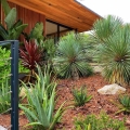 Yucca rostrata egzotyczna roślina do ogrodu