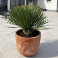 Yucca rostrata roślina do donicy