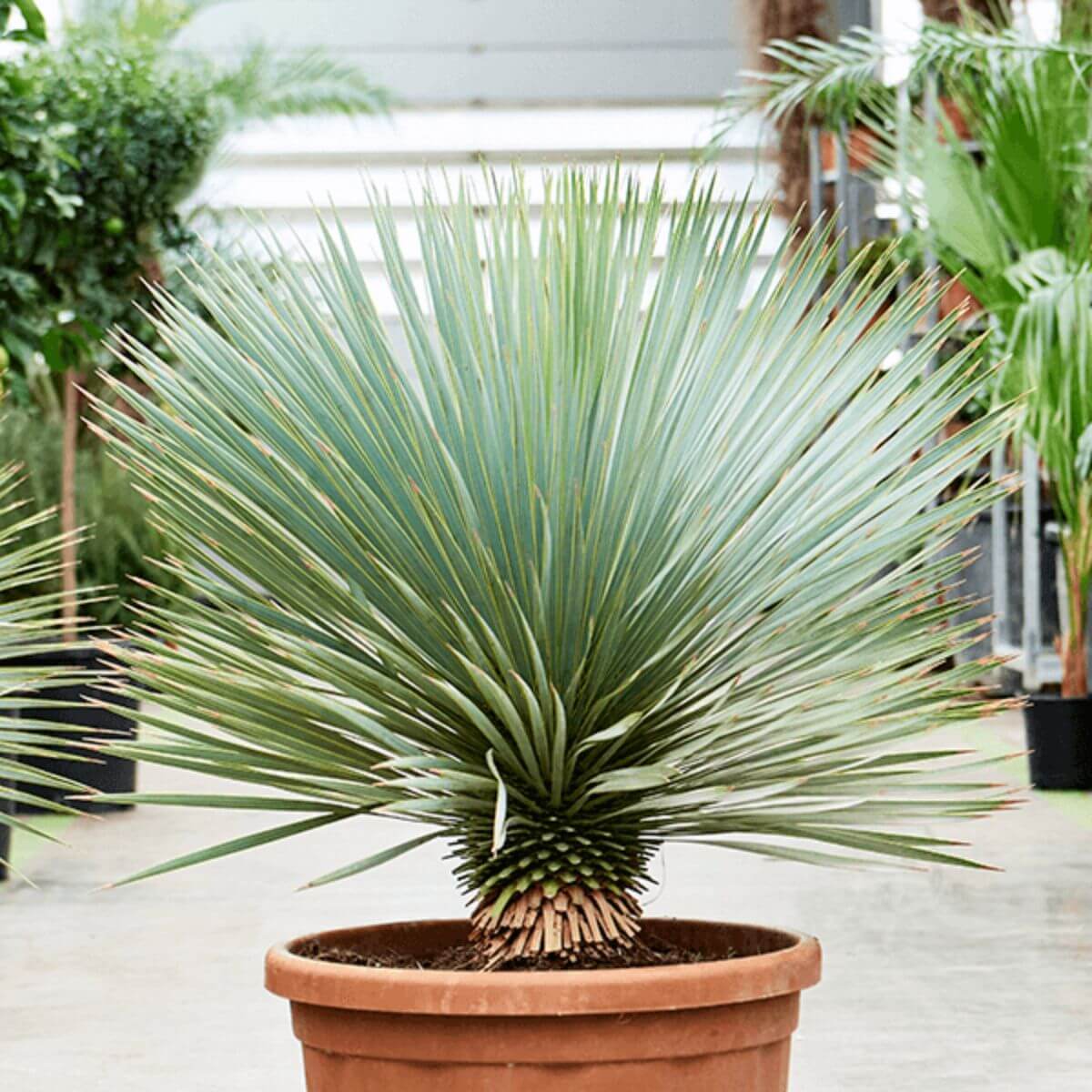 Yucca rostrata sadzonka