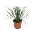Yucca rostrata sadzonka w doniczce C5