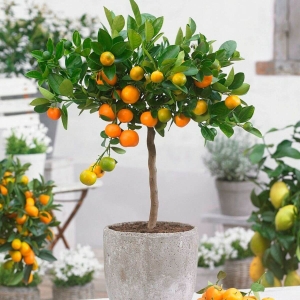 Kumquat Drzewko cytrusowe na pniu ⌇ Citrus limon