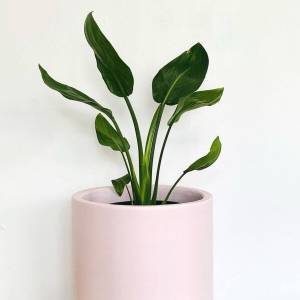 Strelicja Królewska ⌇ Strelitzia reginae