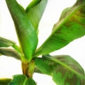 Bananowiec Musa Dwarf  liście