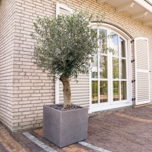 Oliwka Europejska ⌇ Olea Europaea C50