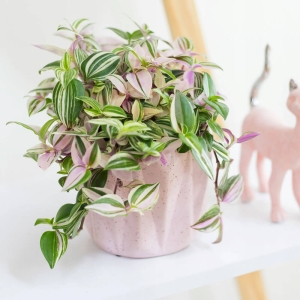 Trzykrotka Tricolor ⌇ Tradescantia fluminensis