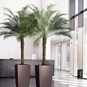 Palma Daktylowiec Kanaryjski  ⌇ Phoenix Canariensis C8