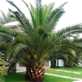 Palma Daktylowiec Kanaryjski C15 do ogrodu