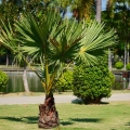 Palma Karłatka niska  Chamaerops Humilis roślina do ogrodu
