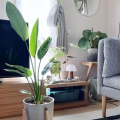 Strelicja Królewska Strelitzia reginae oczyszcza powietrze