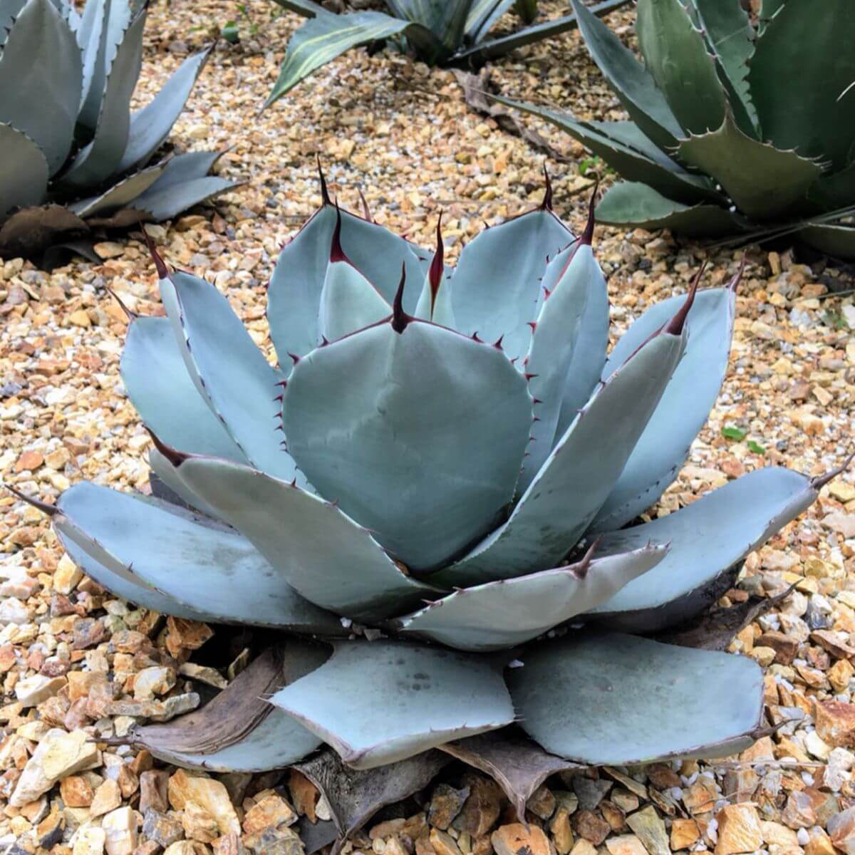 Agawa  Agave parryi sadzonka