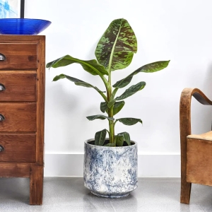 Bananowiec karłowy Dwarf  Cavendish ⌇ Musa Dwarf Cavendish