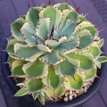 Agawa Eye Scream, Agave potatorum roślina na taras