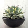 Agawa Eye Scream, Agave potatorum sadzonka