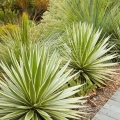 Agawa (Agave angustifolia) sadzonka