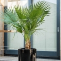 Palma Karłatka niska (Chamaerops Humilis) sadzonka