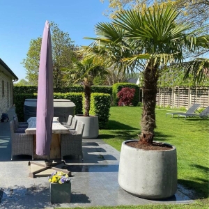 Palma Mrozoodporna ⌇ Trachycarpus Fortunei C10