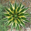 Agawa Quadricolor Lophantha roślina do ogrodu