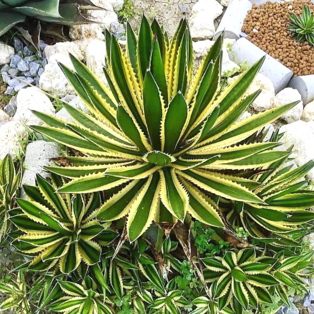 Agawa Quadricolor Lophantha sadzonka